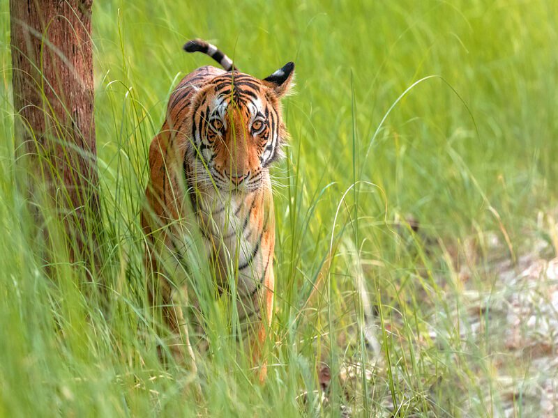 Bengal Tiger Sighting